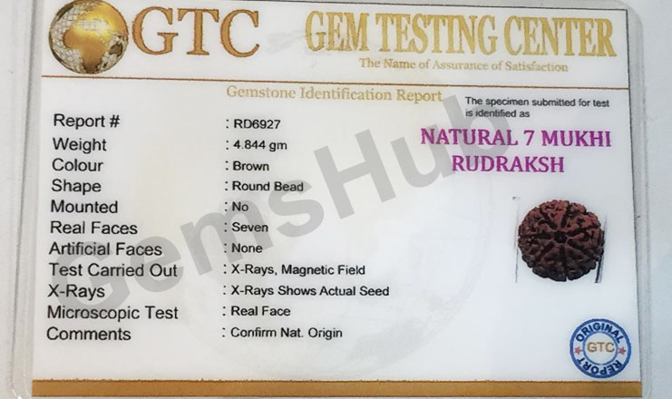 7 Mukhi Certified Indonesian Rudraksha